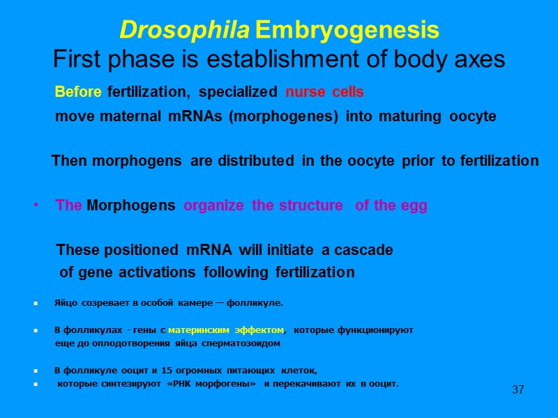 37 Drosophila Embryogenesis First phase is establishment of body axes Before 37 Drosophila Embryogenesis First phase is establishment of body axes Before